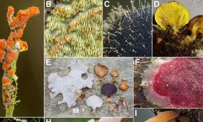 Los Cedros es una reserva de bosque nublado primario y se encuentra entre las últimas cuencas hidrográficas no explotadas en la vertiente occidental de los Andes / Foto: cortesía Revista Botanical Studies