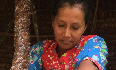 Neapia, el ají negro de la Amazonía ecuatoriana / Foto: foto cortesía Canopy Bridge