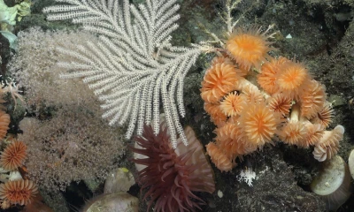 El dinero se usará para promover la exploración e investigación de hábitats de aguas profundas y los montes submarinos/ Foto: cortesía EFE