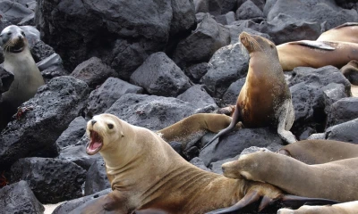 Científicos intentan descifrar el catálogo genético de Galápagos / Foto: EFE