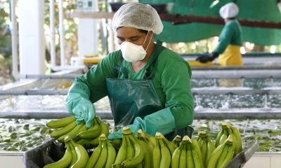 Ministros latinoamericanos se reúnen en foro virtual de Ecuador sobre banano / Foto: EFE
