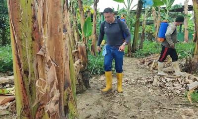 El país enfrenta un alto riesgo económico ante el avance de la cepa Raza Tropical 4 (TR4) / Foto: cortesía INIAP
