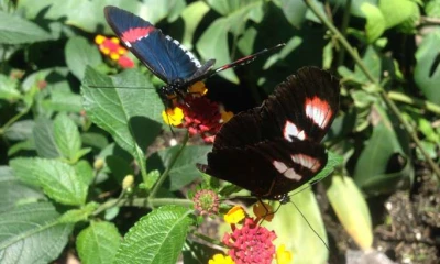 Las miles de especies tienen sus características particulares que benefician al hombre. Foto: La Hora