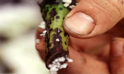 El Fusarium R4T es considerado uno de los hongos más letales para el banano / Foto: cortesía Cosemar Ozono