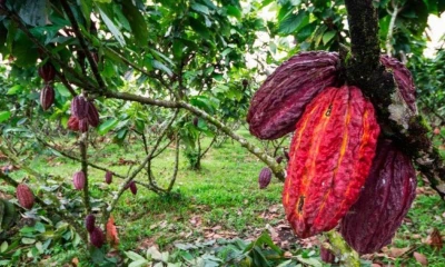 Durante el auge de 2024 y 2025, los precios internacionales alcanzaron niveles récord de hasta USD 10.855 por tonelada / Foto: cortesía 