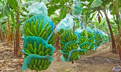 Actualmente, Japón representa apenas el 1,4 % de las exportaciones de banano de Ecuador / Foto: cortesía MAGP
