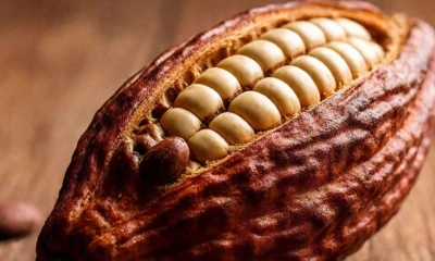 Los exportadores están pagando precios elevados para asegurar la mercancía / Foto: cortesía AI