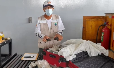 Hallan 185 bebés de tortugas gigantes en equipaje en aeropuerto de Galápagos / Foto: Cortesía del Ministerio de Medio Ambiente