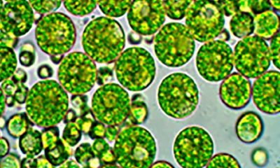 El estudio fue publicado en la revista Hydrobiology (MDPI) / Foto: cortesía Inabio