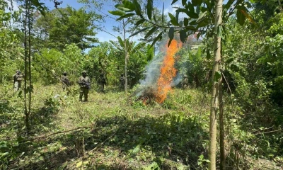 Una patrulla militar identificó un área con la vegetación característica de una plantación de coca / Foto: cortesía Ejército 