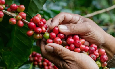 A la presión climática se suma la caída de la tasa de cambio, que en el último año descendió 600 pesos, reduciendo el ingreso de los caficultores / Foto: cortesía