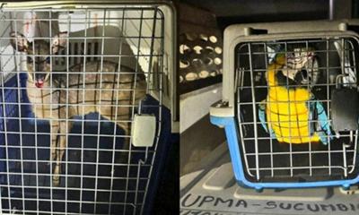 El allanamiento se llevó a cabo la noche del 8 de mayo / Foto: cortesía Fiscalía