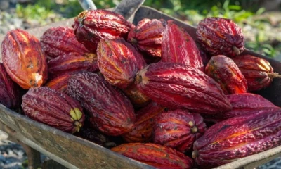 La iniciativa se implementará en provincias clave como El Oro, Esmeraldas, Guayas, Los Ríos, Manabí y Santo Domingo / Foto: cortesía MAGP