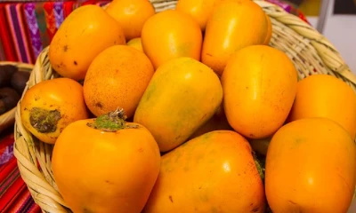 Su fruto contiene abundantes antioxidantes como las vitaminas C, B y E/ Foto: cortesía