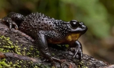 El jambato fue declarado extinto en 2004 por la Unión Internacional para la Conservación de la Naturaleza / Foto: cortesía