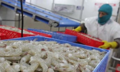 Productores de los estados de Sinaloa, Sonora y Nayarit denunciaron el ingreso irregular de grandes volúmenes de camarón ecuatoriano / Foto: cortesía 
