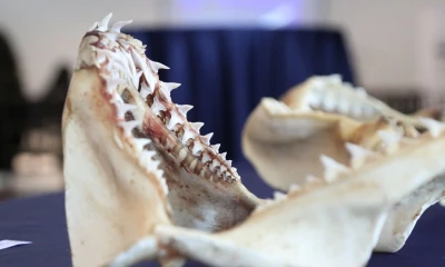 La guía ofrece información detallada sobre 43 de las 64 especies de tiburones registrados en el país/ Foto: cortesía Ministerio de Producción