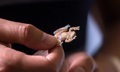 La rana, encontrada en 1998 y recientemente famosa, se distingue por su piel transparente. Foto: Ecuavisa