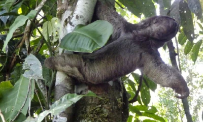 MAAE libera animales silvestres en Orellana / Cortesía de MAAE