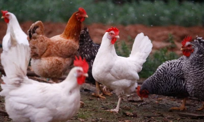 Noticias del Ecuador Medios Nacionales - 2 de Diciembre de 2022 / Foto: EFE