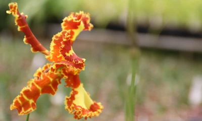 El Pangui, ‘Orquídea de la Amazonía’ / Foto: El Oriente