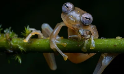 El estudio menciona que una expedición de tres semanas en la cordillera del Cóndor permitió identificar 14 especies previamente no registradas / Foto: cortesía Jaime Culebras