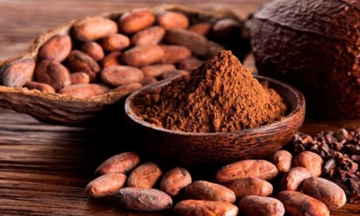 El precio del cacao registró una fuerte recuperación, con un alza de más del 6 % / Foto: cortesía Cámara Peruana