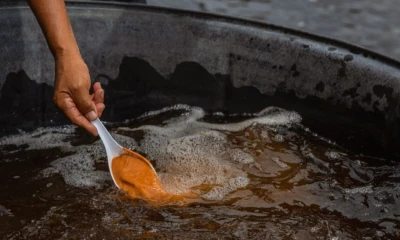 Actualmente, su cultivo se concentra en zonas hipersalinas de la provincia de Santa Elena, como Pacoa y Mar Bravo / Foto: cortesía