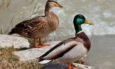 Estudios. Al menos 15 clases de aves están en peligro crítico. Foto: La Hora