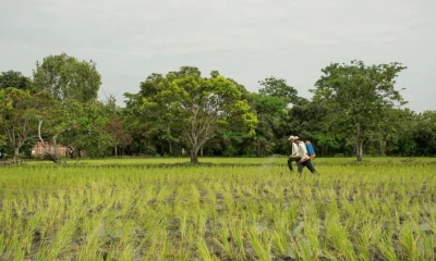 Un eventual aumento por encima de los 100 dólares por barril tendría un efecto directo en el costo de los fertilizantes / Foto: cortesía 