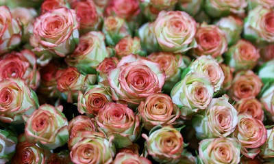 Ecuador, tercer exportador mundial de flores después de Países Bajos y Colombia/ Foto: cortesía