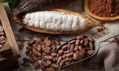 Este incremento en los precios internacionales del cacao representa una oportunidad para los productores locales / Foto: cortesía