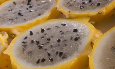 Las exportaciones de pitahaya son golpeadas por el rebrote de Covid-19 en China / Foto: cortesía