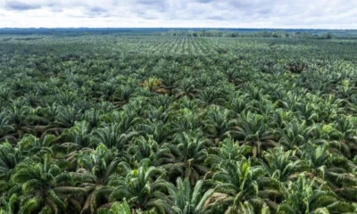 El palmito proviene del chontaduro y tarda aproximadamente dos años en dar su primera cosecha / Foto: cortesía Enrique Aviles 
