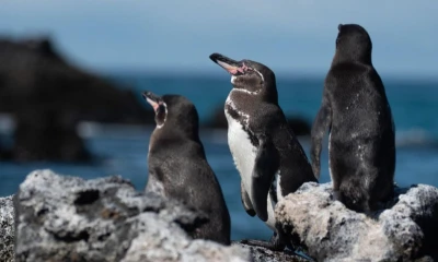 Actualmente el pingüino de Galápagos se encuentra en peligro de extinción/ Foto: EFE