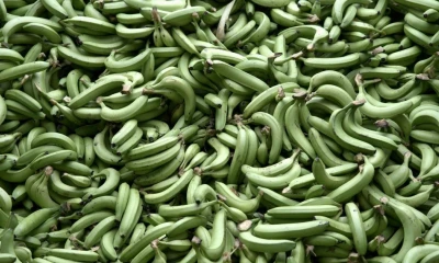 En 2024 Ecuador exportó 364,16 millones de cajas de banano / Foto: EFE