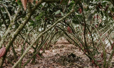 El reporte plantea que, sin medidas de adaptación, el impacto del calor extremo tenderá a intensificarse / Foto: cortesía GrandSur