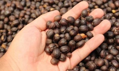 La demanda por café ecuatoriano aumenta internacionalmente / Foto: cortesía MAG