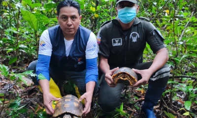 57 tortugas fueron liberadas en el Parque Nacional Yasuní / Foto: cortesía Ministerio de Ambiente