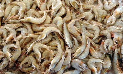 Las exportaciones de Perú a Ecuador superaron los 1.300 millones de dólares en 2022, una cifra récord que implicó un valor un 40 % mayor al registrado un año antes / Foto: EFE