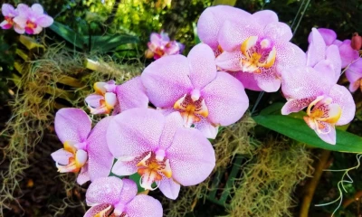 Perú cuenta con alrededor de 3.000 especies de orquídeas / cortesía Vizcaya Museum