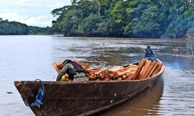 La tala ilegal de madera, un problema incontrolable en la Amazonía / Cortesía del Ejército Ecuatoriano