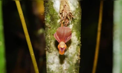 La planta fue registrada oficialmente como Pleurothallis labajosi / Foto: cortesía La República
