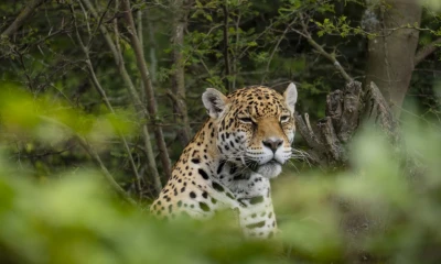 Actualmente se refugian individuos de 31 especies cuyo hábitat está en la región amazónica / Foto: cortesía Zoológico de Guayllabamba