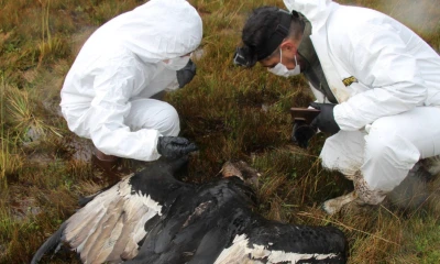 La población estimada de cóndores andinos "es alarmantemente baja" / Foto: Fundación Cóndor Andino