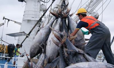 La pesca industrial aportó $ 2.450 millones, mientras que el consumo interno de productos pesqueros sumó alrededor de $ 1.300 millones / Foto: cortesía Cámara Marítima del Ecuador