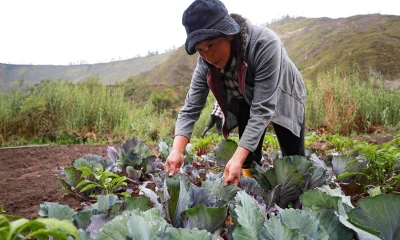 El Boletín Económico también resalta que, durante el primer semestre del presente año, 62,3 % del empleo nacional está vinculado a actividades / Foto: EFE