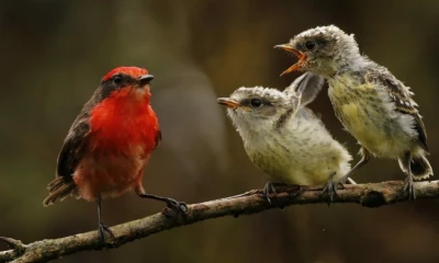 Solamente existían 15 parejas de esta icónica ave / Foto: cortesía MAATE