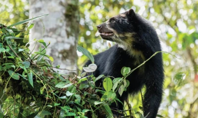 En la zona, ahora protegida, se encuentra el Corredor Ecológico del Oso Andino. Foto: Expreso