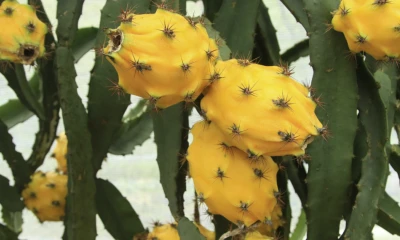 La exportación de pitahaya genera alrededor de $ 30 millones anuales / Foto: cortesía MAGP